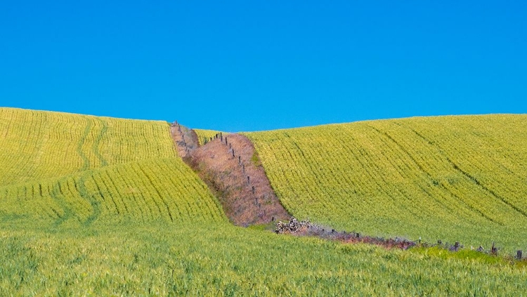 Picture of USA-WASHINGTON STATE-WINONA WINTER WHEAT WITH FENCE LINE RUNNING THROUGH MIDDLE OF FIELD