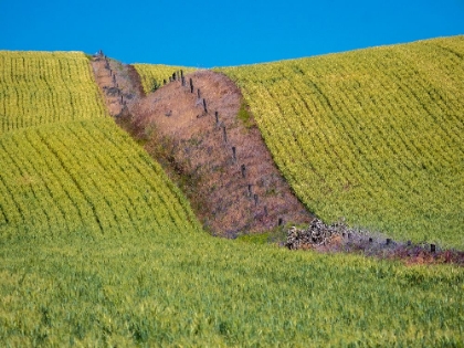 Picture of USA-WASHINGTON STATE-WINONA WINTER WHEAT WITH FENCE LINE RUNNING THROUGH MIDDLE OF FIELD