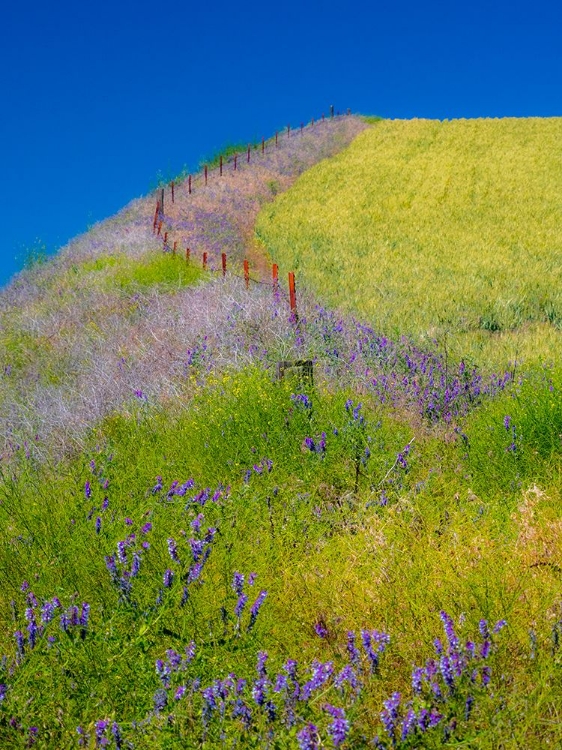 Picture of USA-WASHINGTON STATE-WINONA WINTER WHEAT WITH FENCE LINE AND FOREGROUND OF VETCH