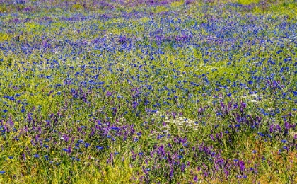 Picture of USA-WASHINGTON STATE-PALOUSE AND FIELD OF BLUE BACHELOR BUTTONS FLOWERING