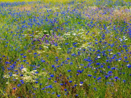 Picture of USA-WASHINGTON STATE-PALOUSE AND FIELD OF BLUE BACHELOR BUTTONS FLOWERING