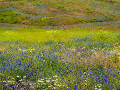 Picture of USA-WASHINGTON STATE-PALOUSE AND FIELD OF BLUE BACHELOR BUTTONS FLOWERING