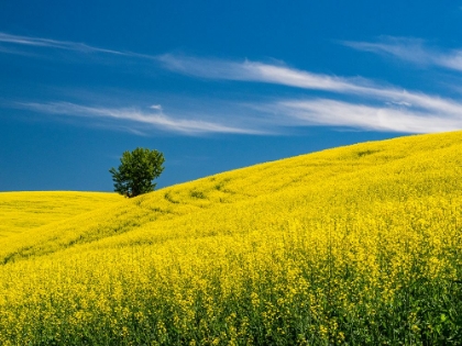 Picture of USA-WASHINGTON STATE-PALOUSE CANOLA FIELD WITH LONE TREE NEAR COLFAX