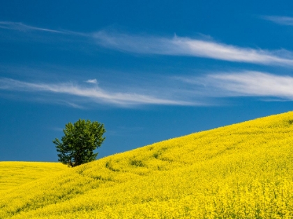 Picture of USA-WASHINGTON STATE-PALOUSE CANOLA FIELD WITH LONE TREE NEAR COLFAX