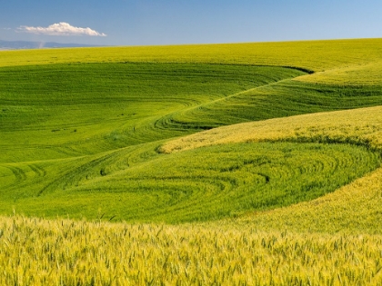 Picture of USA-WASHINGTON STATE-PALOUSE CANOLA FIELD WITH NEAR COLFAX