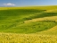 Picture of USA-WASHINGTON STATE-PALOUSE CANOLA FIELD WITH NEAR COLFAX