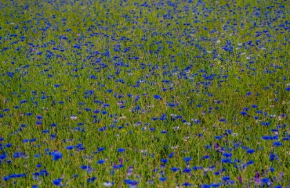 Picture of USA-WASHINGTON STATE-PALOUSE AND FIELD OF BLUE BACHELOR BUTTONS FLOWERING