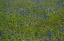Picture of USA-WASHINGTON STATE-PALOUSE AND FIELD OF BLUE BACHELOR BUTTONS FLOWERING