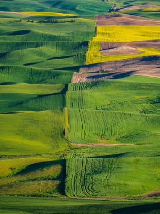 Picture of USA-WASHINGTON STATE-PALOUSE AND STEPTOE BUTTE STATE PARK VIEW OF WHEAT AND CANOLA