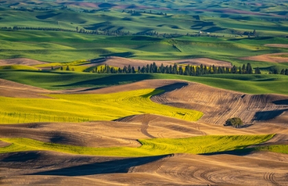 Picture of USA-WASHINGTON STATE-PALOUSE AND STEPTOE BUTTE STATE PARK VIEW OF WHEAT AND CANOLA