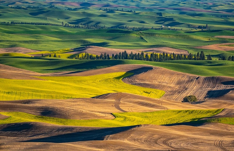 Picture of USA-WASHINGTON STATE-PALOUSE AND STEPTOE BUTTE STATE PARK VIEW OF WHEAT AND CANOLA