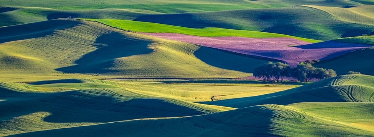 Picture of USA-WASHINGTON STATE-PALOUSE AND STEPTOE BUTTE STATE PARK VIEW OF WHEAT AND CANOLA