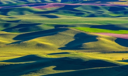 Picture of USA-WASHINGTON STATE-PALOUSE AND STEPTOE BUTTE STATE PARK VIEW OF WHEAT AND CANOLA