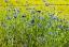 Picture of USA-WASHINGTON STATE-PALOUSE AND FIELD OF BLUE BACHELOR BUTTONS FLOWERING