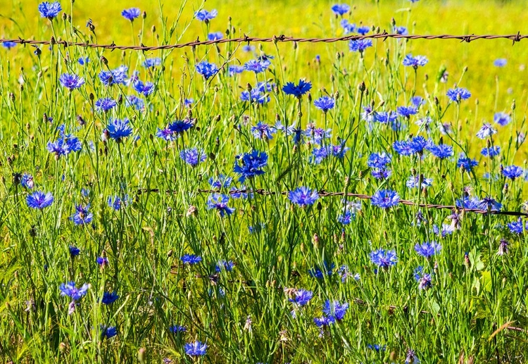 Picture of USA-WASHINGTON STATE-PALOUSE AND FIELD OF BLUE BACHELOR BUTTONS FLOWERING