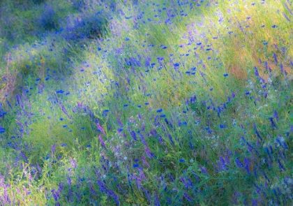 Picture of USA-WASHINGTON STATE-PALOUSE AND FIELD OF BLUE BACHELOR BUTTONS FLOWERING