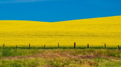 Picture of USA-WASHINGTON STATE-PALOUSE AND SPRINGTIME CROP OF CANOLA