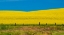 Picture of USA-WASHINGTON STATE-PALOUSE AND SPRINGTIME CROP OF CANOLA