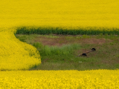 Picture of USA-WASHINGTON STATE-PALOUSE AND SPRINGTIME CROP OF CANOLA