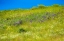Picture of USA-WASHINGTON STATE-PALOUSE GRASS FIELDS THAT WERE NOT BEING FARMED