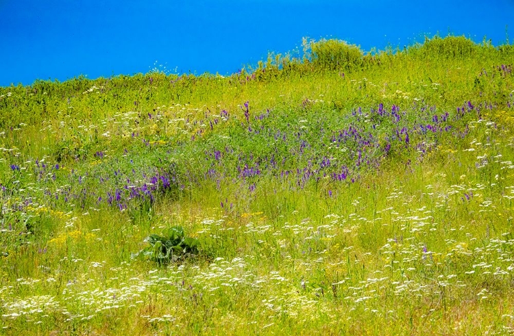 Picture of USA-WASHINGTON STATE-PALOUSE GRASS FIELDS THAT WERE NOT BEING FARMED