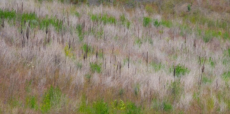 Picture of USA-WASHINGTON STATE-PALOUSE GRASS FIELDS THAT WERE NOT BEING FARMED