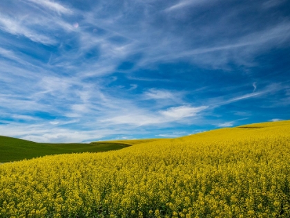 Picture of USA-WASHINGTON STATE-PALOUSE AND SPRINGTIME CROP OF CANOLA