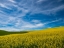 Picture of USA-WASHINGTON STATE-PALOUSE AND SPRINGTIME CROP OF CANOLA