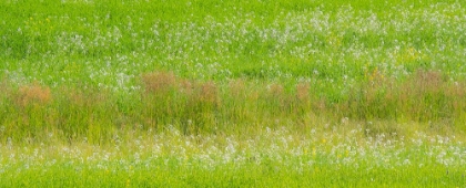 Picture of USA-WASHINGTON STATE-PALOUSE GRASS FIELDS THAT WERE NOT BEING FARMED