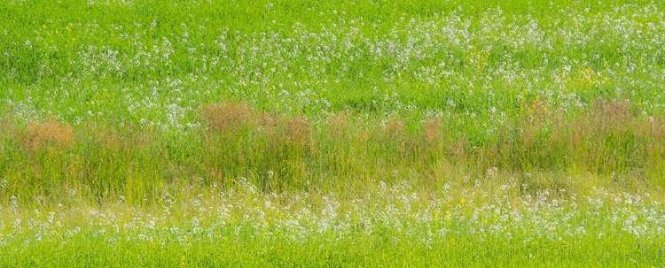 Picture of USA-WASHINGTON STATE-PALOUSE GRASS FIELDS THAT WERE NOT BEING FARMED