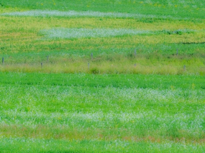 Picture of USA-WASHINGTON STATE-PALOUSE GRASS FIELDS THAT WERE NOT BEING FARMED