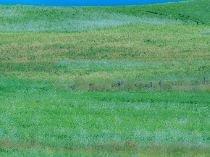 Picture of USA-WASHINGTON STATE-PALOUSE GRASS FIELDS THAT WERE NOT BEING FARMED