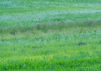 Picture of USA-WASHINGTON STATE-PALOUSE GRASS FIELDS THAT WERE NOT BEING FARMED