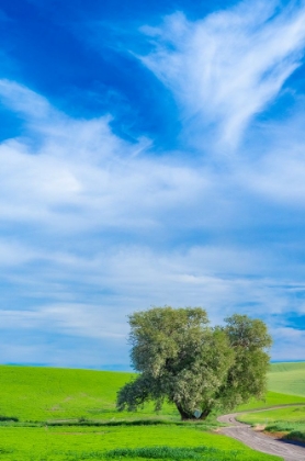 Picture of USA-WASHINGTON STATE-PALOUSE WITH WHEAT FIELDS AND LONE COTTONWOOD TREE