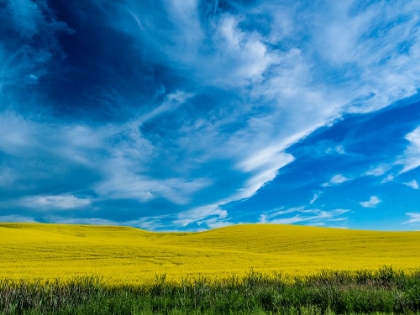 Picture of USA-WASHINGTON STATE-PALOUSE AND SPRINGTIME CROP OF CANOLA