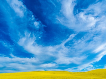 Picture of USA-WASHINGTON STATE-PALOUSE AND SPRINGTIME CROP OF CANOLA