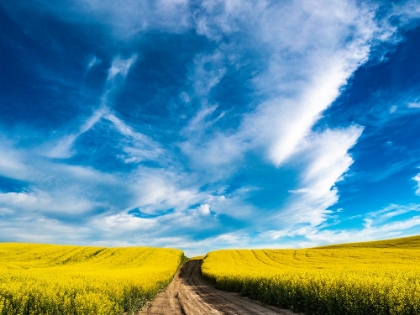 Picture of USA-WASHINGTON STATE-PALOUSE CANOLA FIELDS IN YELLOW WITH DIRT ROAD