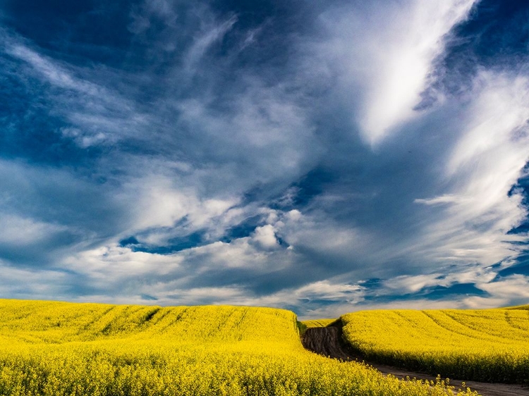 Picture of USA-WASHINGTON STATE-PALOUSE CANOLA FIELDS IN YELLOW WITH DIRT ROAD