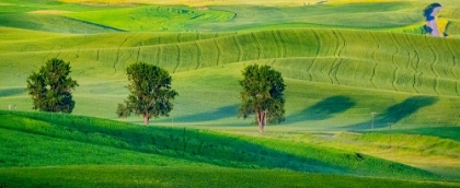 Picture of USA-WASHINGTON STATE-PALOUSE WITH THREE COTTONWOODS IN FIELD OF GREEN WINTER WHEAT