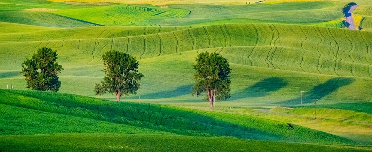 Picture of USA-WASHINGTON STATE-PALOUSE WITH THREE COTTONWOODS IN FIELD OF GREEN WINTER WHEAT