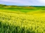 Picture of USA-WASHINGTON STATE-PALOUSE OVERVIEW OF WHEAT FIELDS FROM ABOVE