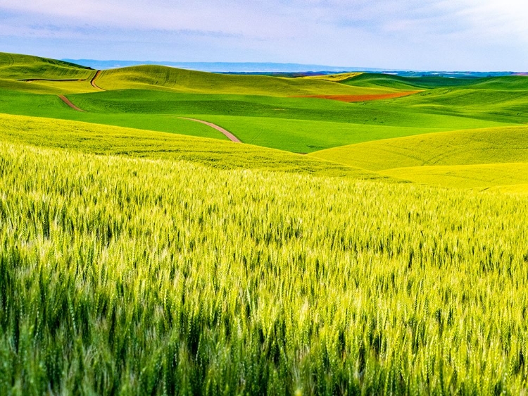 Picture of USA-WASHINGTON STATE-PALOUSE OVERVIEW OF WHEAT FIELDS FROM ABOVE