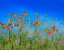 Picture of USA-WASHINGTON STATE-PALOUSE AND FIELD OF RED POPPIES
