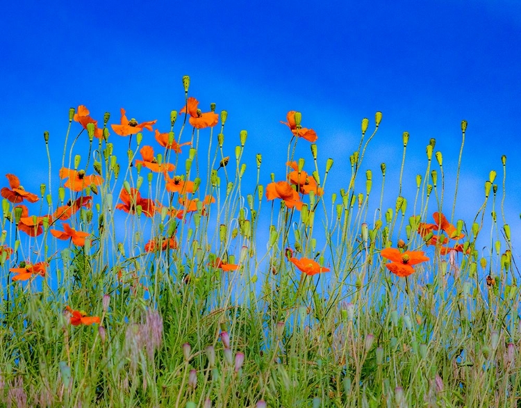 Picture of USA-WASHINGTON STATE-PALOUSE AND FIELD OF RED POPPIES