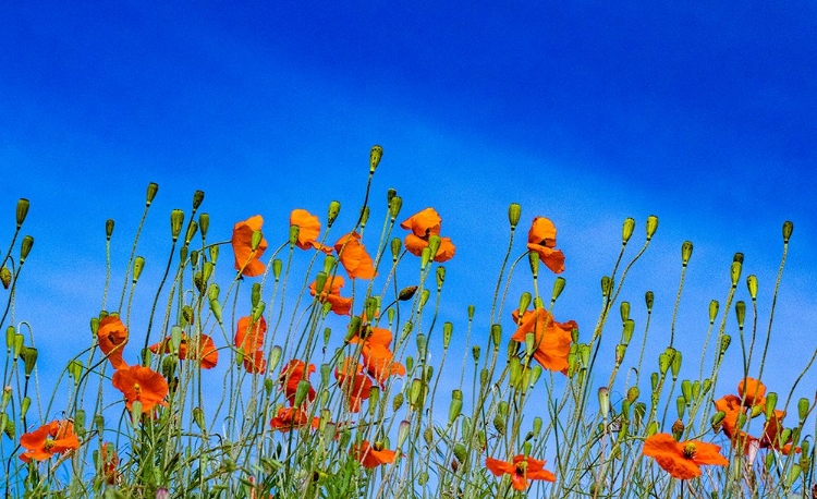 Picture of USA-WASHINGTON STATE-PALOUSE AND FIELD OF RED POPPIES