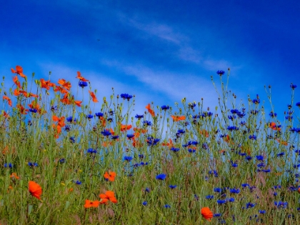 Picture of USA-WASHINGTON STATE-PALOUSE SPRINGTIME WITH RED POPPIES AND BACHELOR BUTTONS