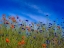 Picture of USA-WASHINGTON STATE-PALOUSE SPRINGTIME WITH RED POPPIES AND BACHELOR BUTTONS