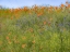 Picture of USA-WASHINGTON STATE-PALOUSE SPRINGTIME WITH RED POPPIES AND BACHELOR BUTTONS