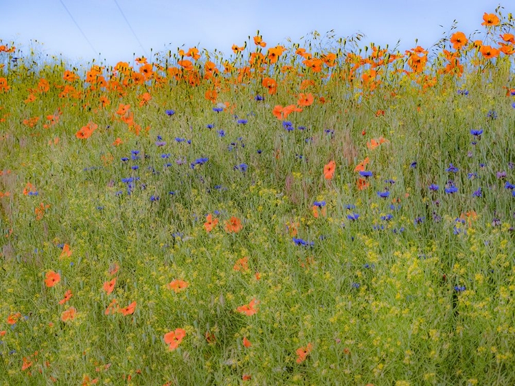 Picture of USA-WASHINGTON STATE-PALOUSE SPRINGTIME WITH RED POPPIES AND BACHELOR BUTTONS