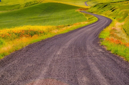 Picture of USA-WASHINGTON STATE-PALOUSE WITH GRAVEL CURVED ROAD EDGED WITH POPPIES AND YELLOW CANOLA